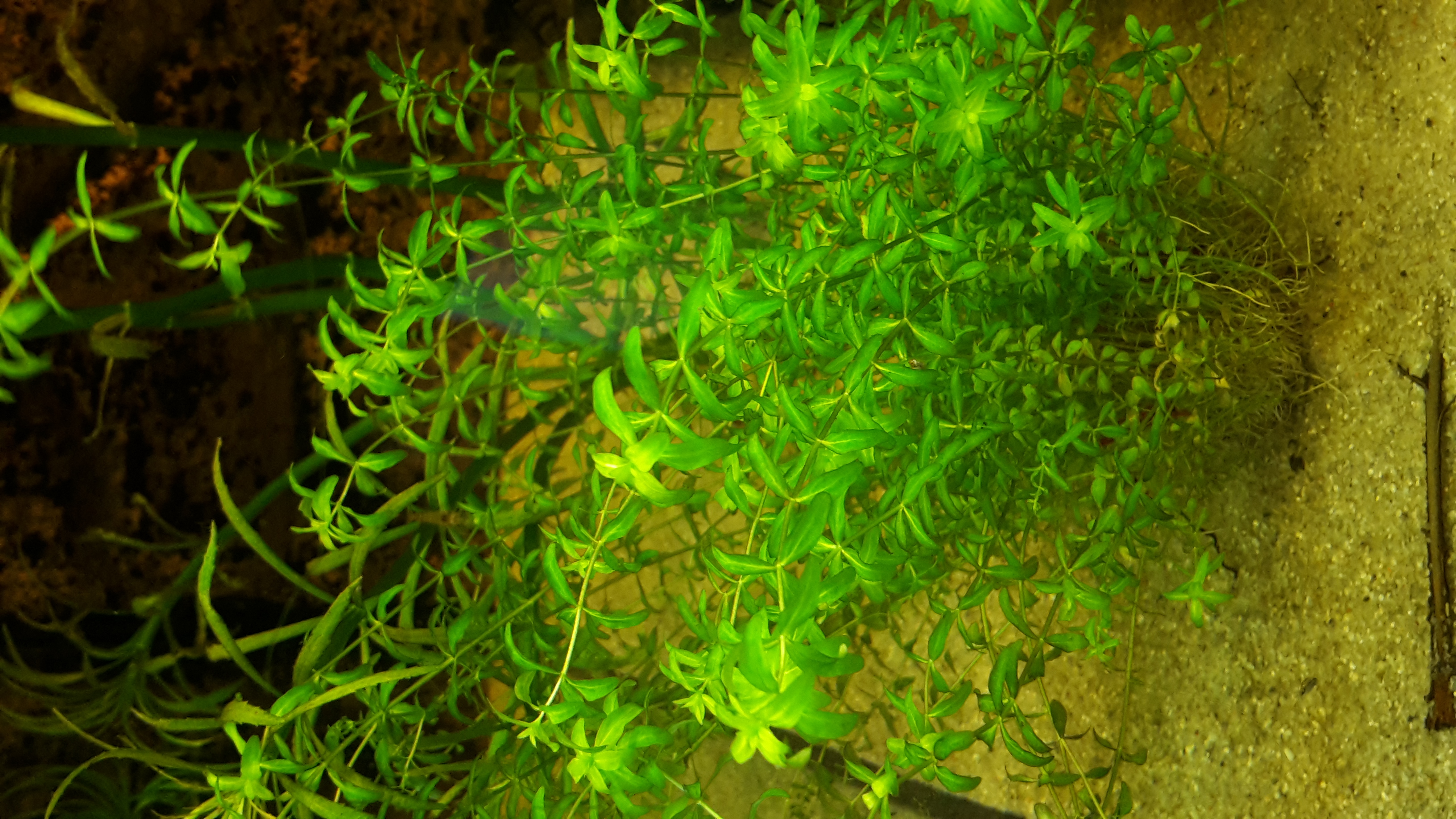  Micranthemum Micrathemoides